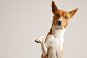 friendly smart basenji dog giving his paw close up isolated white
