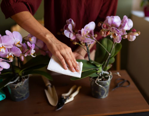 Mulher limpando folhas da orquídea.